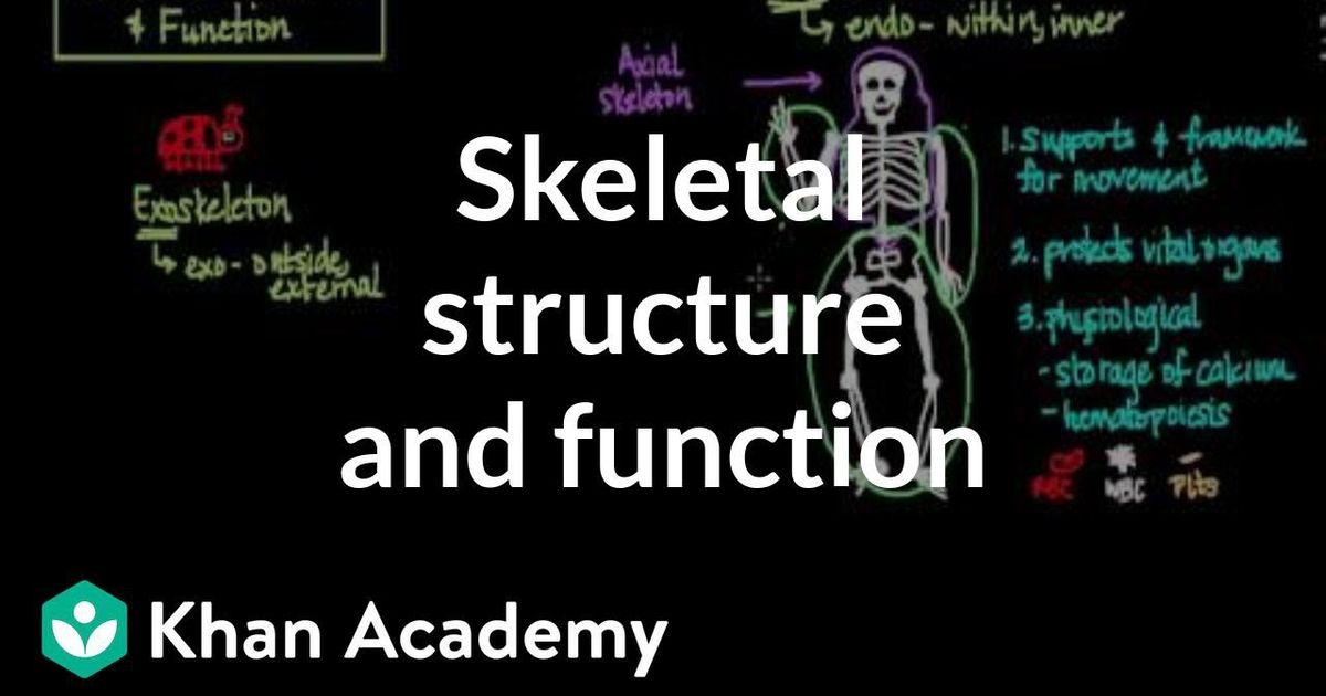 骨骼結構和功能 Skeletal Structure And Function Voicetube 看影片學英語