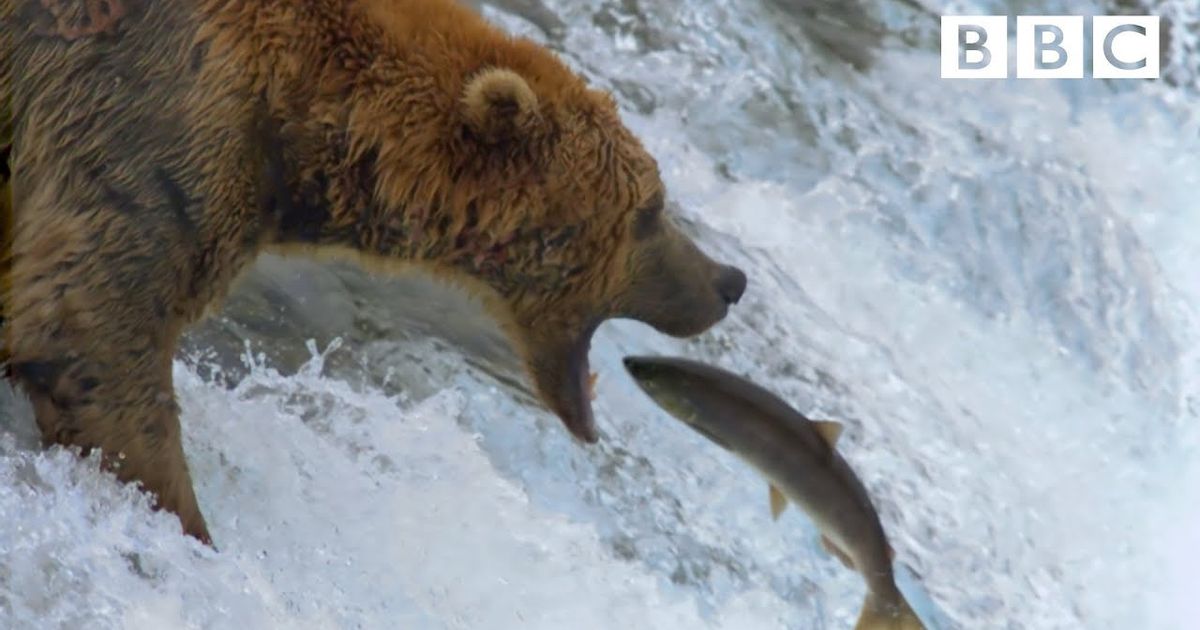 ハイイログマの見事なサケ捕獲テクニック （Grizzly bear's amazing salmon catching techniques -  BBC） - VoiceTube 動画で英語を学ぶ