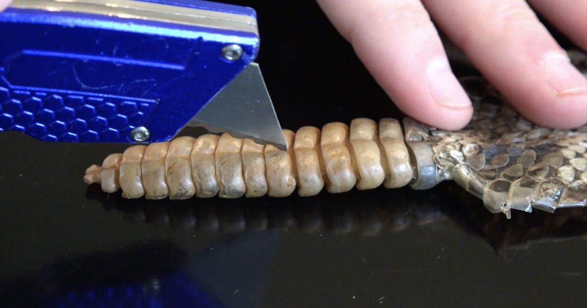 ガラガラヘビのガラガラの中には何が入っているの？ (What's inside a Rattlesnake Rattle?) - VoiceTube  動画で英語を学ぶ