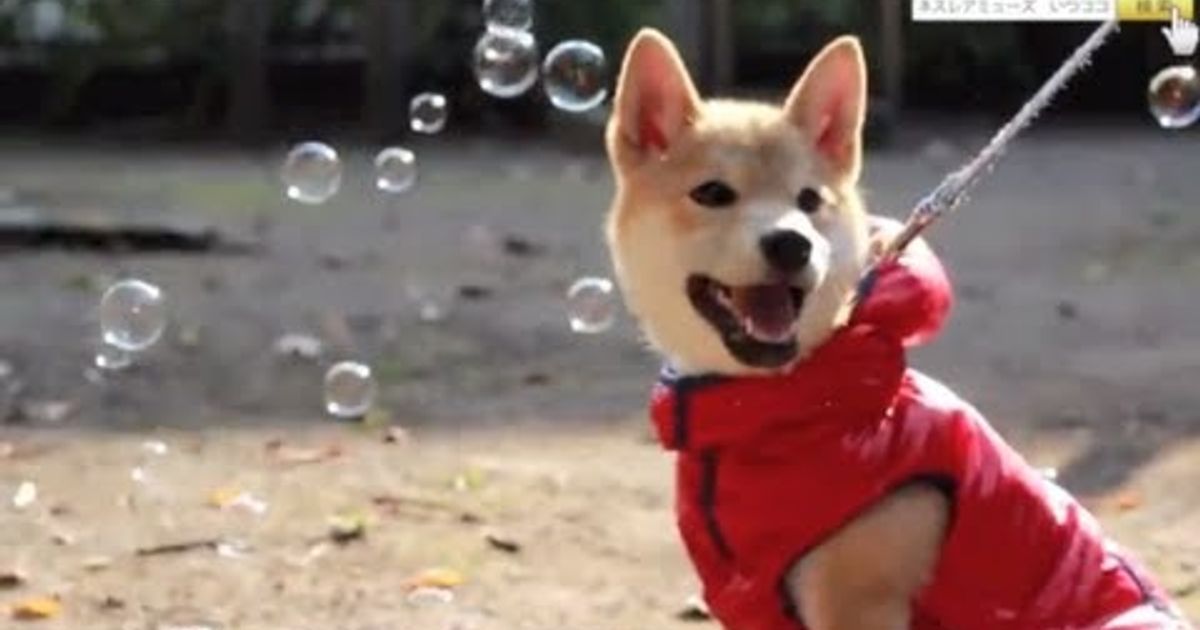 Hatsu Inu Gif