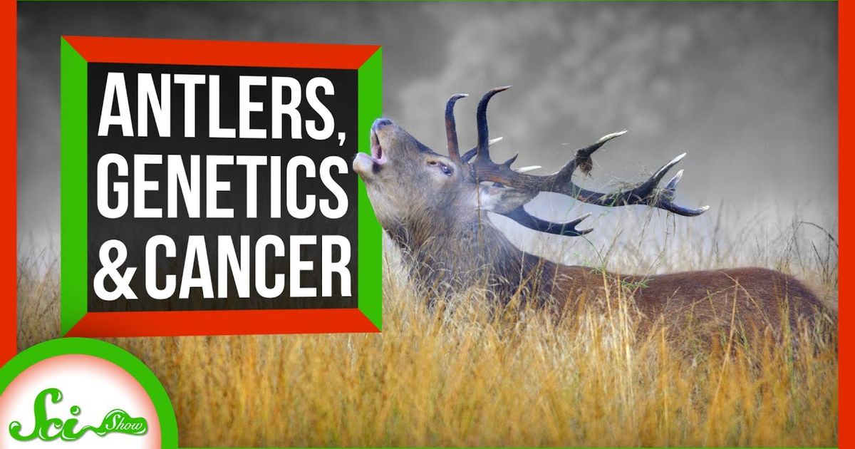 Antlers The Secret To Deers Cancer Fighting Superpowers Voicetube