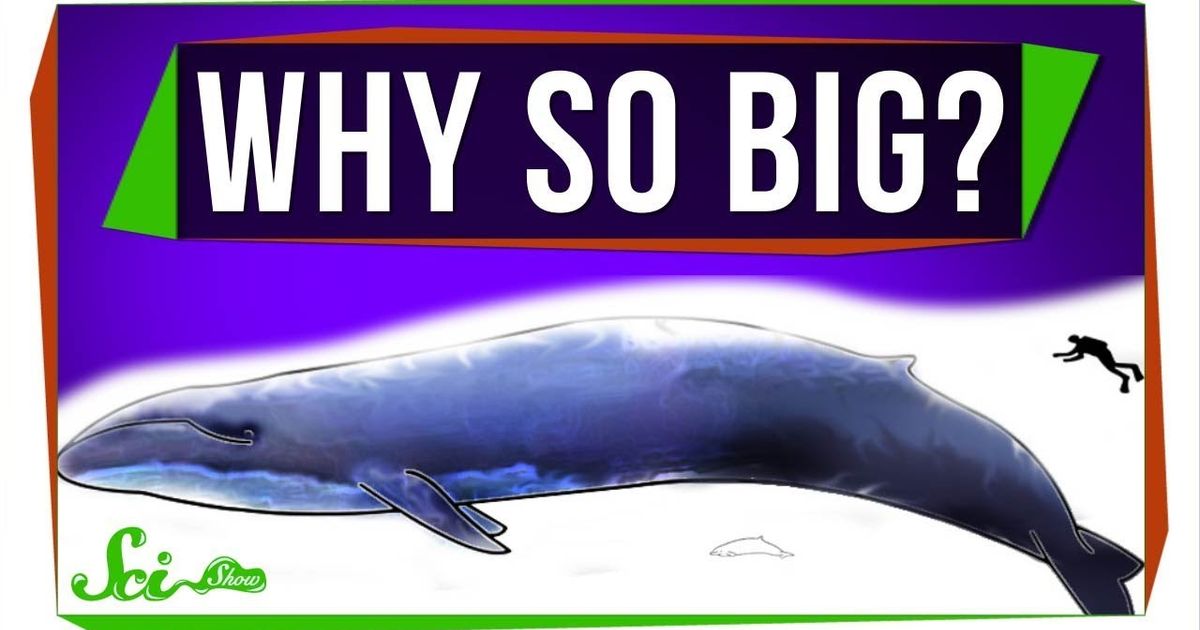 why-are-marine-mammals-so-big-voicetube