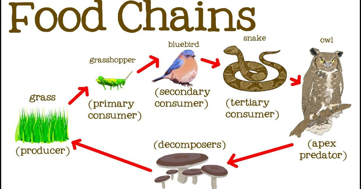 What Is A Food Chain Called