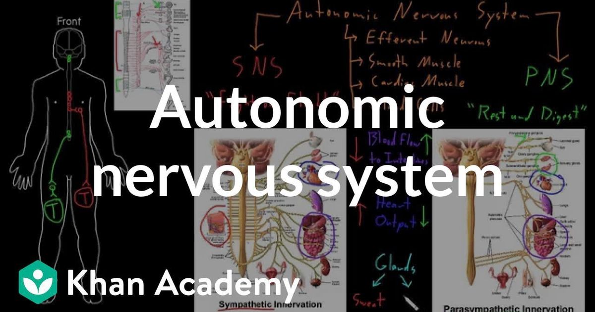 自主神經系統 Autonomic Nervous System Voicetube 看影片學英語