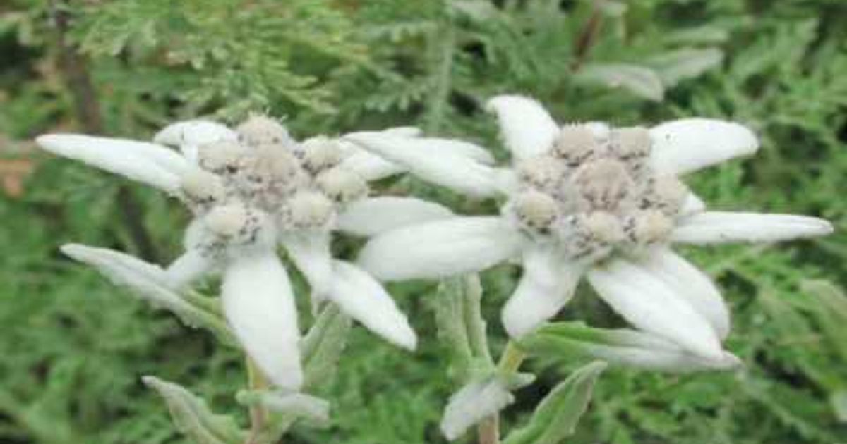 ガーデニングのヒント エーデルワイスの花を育てる Gardening Tips Growing Edelweiss Flowers Voicetube 動画で英語を学ぶ