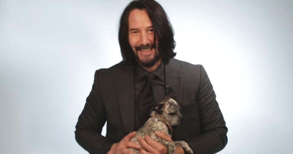 米国大物俳優 キアヌ リーブス 子犬と遊びながらファンからの質問に答える Keanu Reeves Plays With Puppies While Answering Fan Questions Voicetube 動画で英語を学ぶ