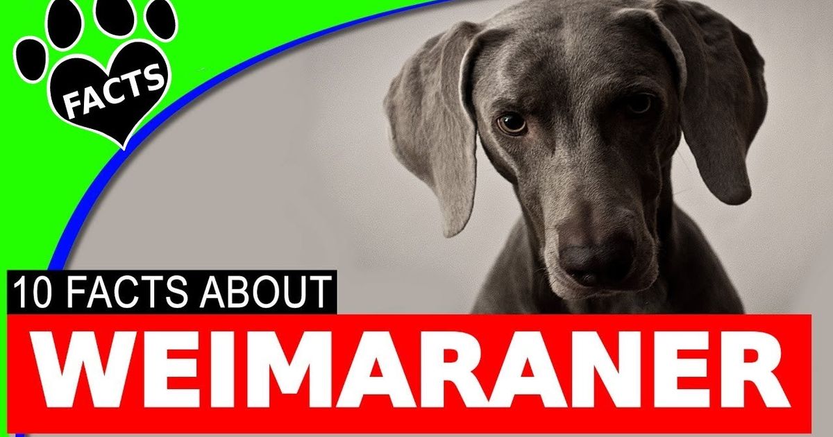 素晴らしいワイマラナー犬101楽しい事実情報ドイツの犬種 Wonderful Weimaraner Dogs 101 Fun Facts Information German Dog Breeds Voicetube 動画で英語を学ぶ