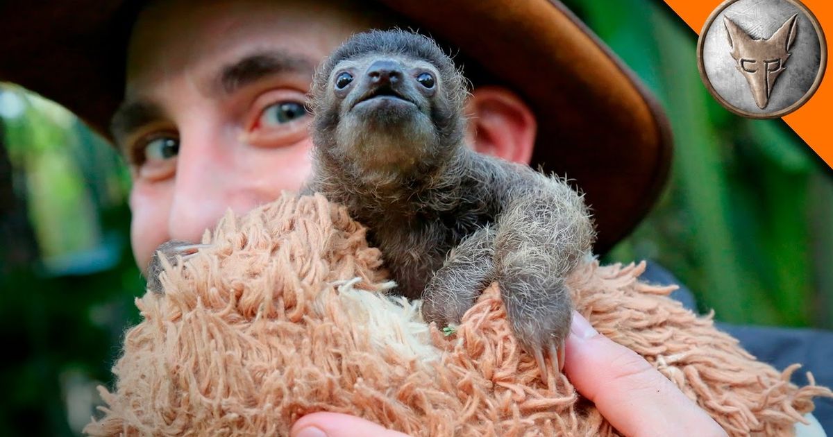 Cutest Baby Sloth EVER! - VoiceTube: Learn English Through Videos!