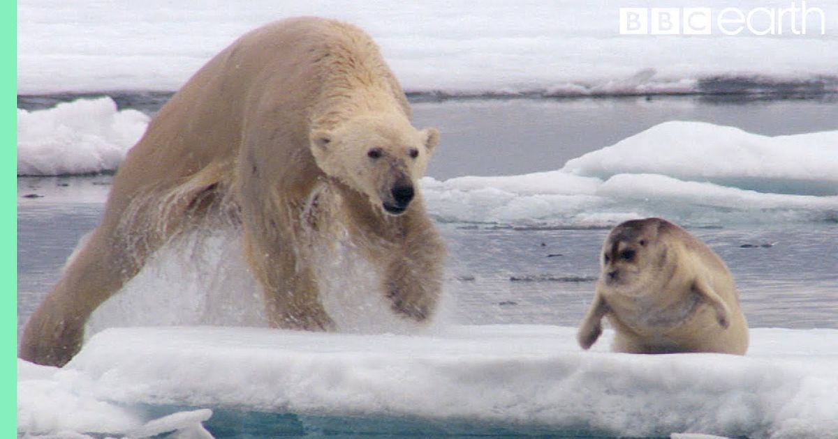 空腹のホッキョクグマがアザラシを待ち伏せ ハント c Earth Voicetube 動画で英語を学ぶ