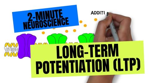 2 分鐘神經科學：長期電位（LTP） (2-Minute Neuroscience: Long-Term Potentiation (LTP))