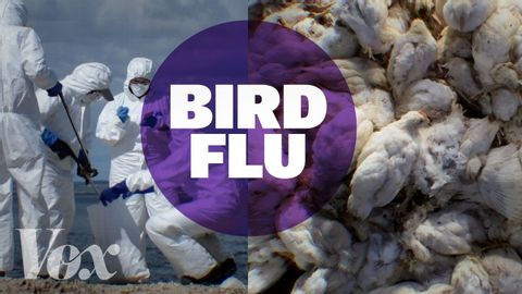 我們又到了該擔心「禽流感」的時候了嗎？ (Is it time to worry about bird flu?)