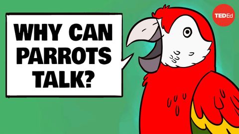 Why can parrots talk? - Grace Smith-Vidaurre and Tim Wright