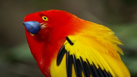 鮑爾鳥的盛大表演！| 生活故事 | BBC 地球 (The Bowerbird's Grand Performance! | Life Story | BBC Earth)