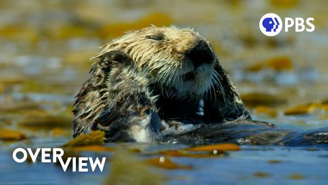 How Otters Are Saving Earth’s Underwater Forests