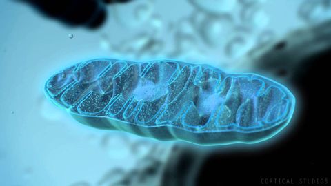 線粒體如何產生能量 (How Mitochondria Produce Energy)