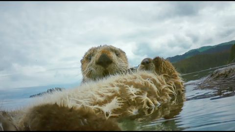 Robot Spy Otter & Spy Bald Eagle Discover How Sea Otters Cope With Mega-waves From Melting Glaciers