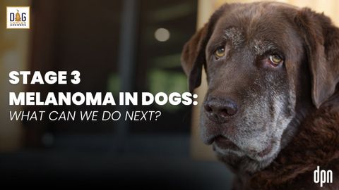 狗狗黑色素瘤 3 期：下一步該怎麼辦？| 南希-里斯博士問答 (Stage 3 Melanoma in Dogs: What Can We Do Next? | Dr. Nancy Reese Q&A)