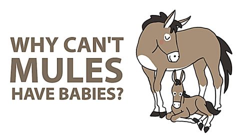 Why Can't Mules Have Babies?