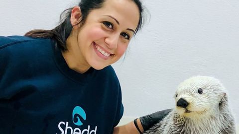 An Ocean On The Lake | Kiana the Sea Otter | ABC7 Chicago