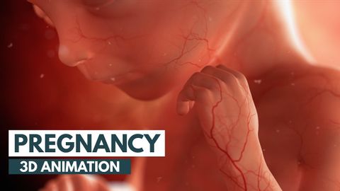 從受孕到分娩，超逼真動畫帶你詳細了解小寶寶的誕生過程！ (Pregnancy: A Month-By-Month Guide | 3D Animation)