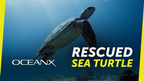 Saving a Sea Turtle in Indonesia