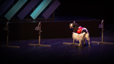 【TED】How we're using dogs to sniff out malaria | James Logan