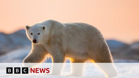 Polar bears face threat from climate change | BBC News