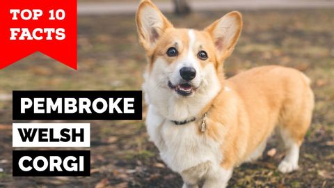 ペンブローク・ウェルシュ・コーギー - トップ10の事実 (Pembroke Welsh Corgi - Top 10 Facts)