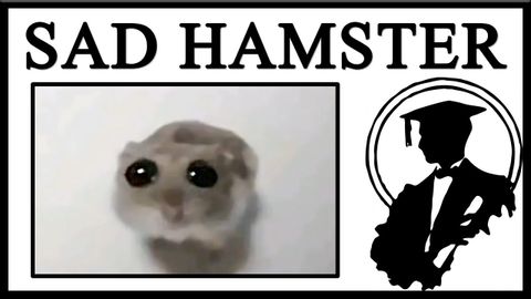 Why Is The Sad Hamster So Sad?