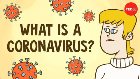 What is a coronavirus? - Elizabeth Cox