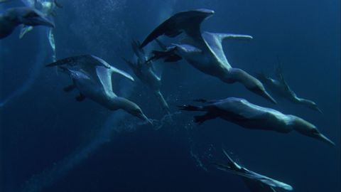 Shark and Dolphin FEEDING FRENZY | Nature's Great Events | BBC Earth