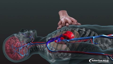 第一時間救命的CPR是如何拯救人命的？ (CPR in Action | A 3D look inside the body)