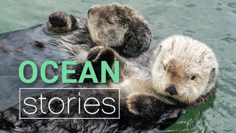 解密海獺的可愛行為 | 海洋故事 (Decoding Cute Sea Otter Behaviour | Ocean Stories)