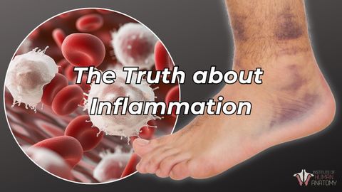 發炎如何真正發揮作用 | 人體解剖學研究所 (How Inflammation Really Works | Institute of Human Anatomy)