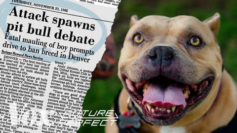 How pit bulls got a bad reputation