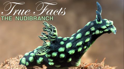 真実の事実気まぐれなウミウシ (True Facts: Freaky Nudibranchs)