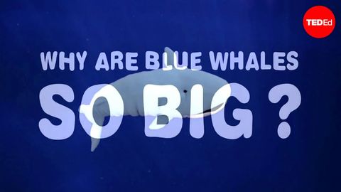 【TED-Ed】為什麼藍鯨如此巨大？ Why are blue whales so enormous? - Asha de Vos