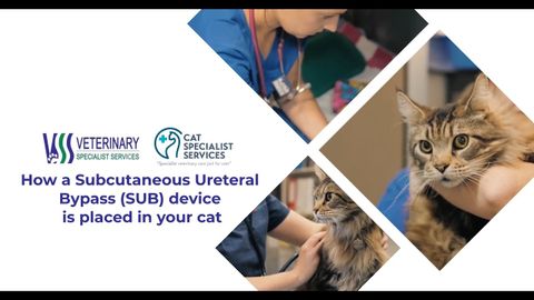 How a Subcutaneous Ureteral Bypass (SUB) device is placed in your cat