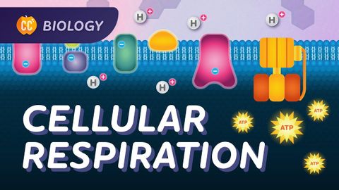 Cellular Respiration: Do Cells Breathe?: Crash Course Biology #27