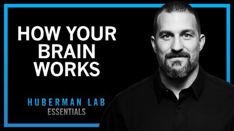 要點：大腦如何工作和變化 (Essentials: How Your Brain Works & Changes)