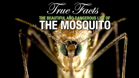 真實的事實蚊子 (True Facts: The Mosquito)