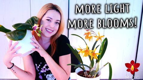 Using grow lights for more Orchids blooms! All you need to know - Orchid Care for Beginners