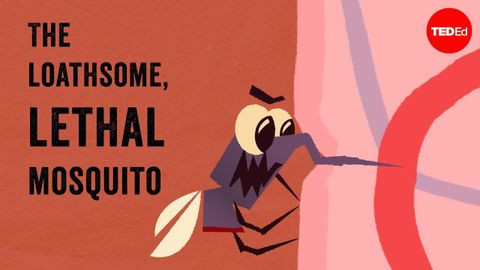 【TED-Ed】The loathsome, lethal mosquito - Rose Eveleth