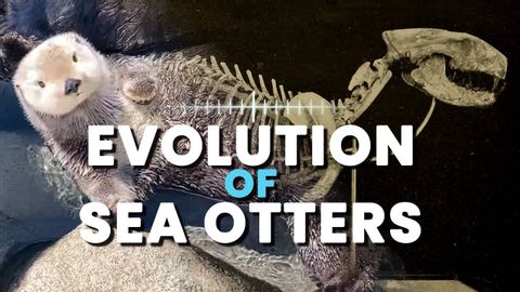 海洋生物學家講述海獺的進化史 (Evolution of Sea Otters with a Marine Biologist)