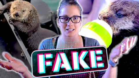 How to Spot FAKE Animal Rescue Videos