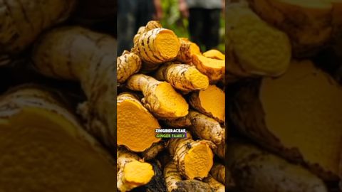 What are the key characteristics of plants in the Zingiberaceae (Ginger Family)?