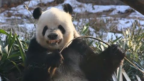 最特別的熊貓 - 萌兒 (The most special panda - Meng Er)