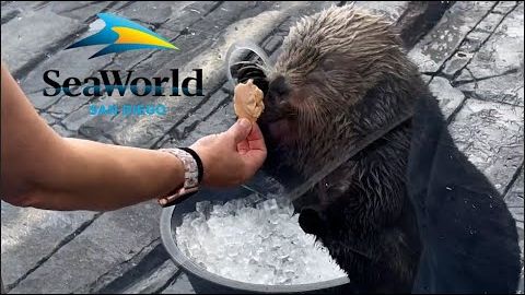 聖地亞哥海洋世界海獺近距離接觸 2024 年 (Sea World San Diego: Sea Otter Up-Close Encounter 2024)