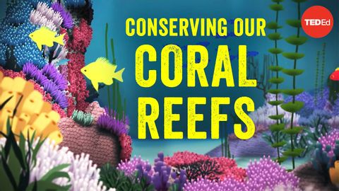 【TED-Ed】Conserving our spectacular, vulnerable coral reefs - Joshua Drew