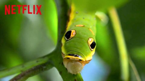 動物擬態 + 偽裝 | 大衛-阿滕伯勒的彩色生活 | Netflix 課後活動 (Animal Mimicry + Camouflage | Life in Color with David Attenborough | Netflix After School)